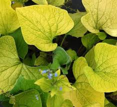 Image result for Mostuea microphylla