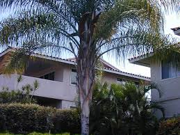 Image result for Syagrus romanzoffiana