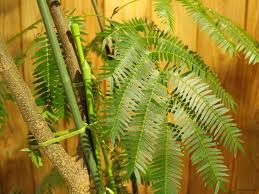 エバーフレッシュの育て方 剪定や挿し木 植え替え 花の咲き方は Horti ホルティ By Greensnap