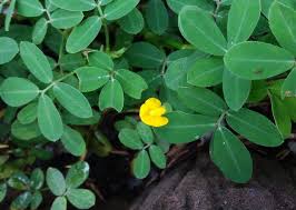 Image result for Arachis