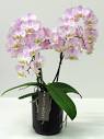 Opti-flor Creates a Total Experience With Orchids - Article onThursd