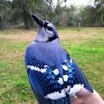 Bird Banding