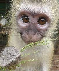 Cute Baby Vervet Monkey Monkey Face Vervet Monkey Cute Animals
