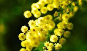 Tipica pianta a rosetta, ma con fiori molto spettacolari, a differenza di tutte le altre piante del suo genere. Fiori Gialli Idee Green