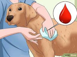 Shredded chicken is easy on upset stomachs and acts as a huge eating incentive for dogs with decreased appetites… How To Clean A Dog S Wound 15 Steps With Pictures Wikihow