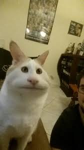 Snapchat Filter On My Cat Funny Cat Faces Snapchat Funny Funny Snapchat Pictures