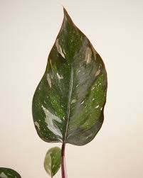 Image result for Filodendron Philodendron