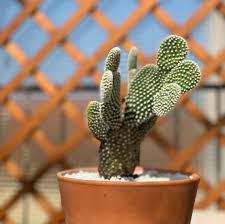 Christmas cactus (aka thanksgiving cactus), a tropical plant that has segmented stems and red, pink, purple, yellow, or white flowers that can bloom for a long time indoors. Angel Wing Cactus Opuntia Microdasys Angel Wings Cactus Cactus Colorful Succulents