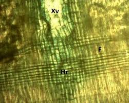 Image result for Albizia glaberrima