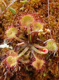Image result for Droseraceae