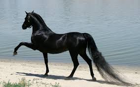 حصان عربي اجمل صور للحصان العربي عيون الرومانسية