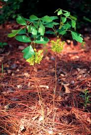 Poison oak spring is a spring in kern county and has an elevation of 789 metres. Usda Plants Database