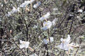 Image result for Catophractes alexandri