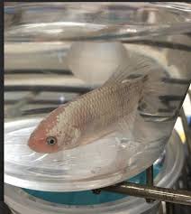 I want this video to help others. New Petco Shipment Of King Bettas Betta Fish Forum