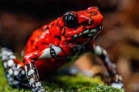 Image result for Palisota ambigua