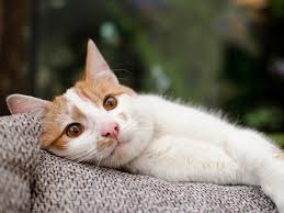 It may also be a sign of congestive heart failure, which be diagnosed with an ultrasound or triggers: Cat Coughing Should I Be Worried About It Uk Pets