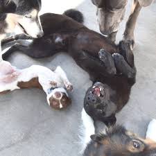 Shop pet supplies online in canada at homesalive.ca. Dog Days San Diego