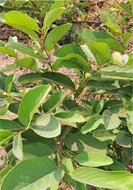 Image result for Monanthotaxis ferruginea