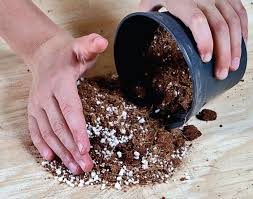 Image result for materiales cuidado orquidea