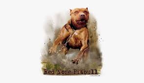 You can find red nose pitbull puppies priced from $150 usd to $15000 usd with one of our credible breeders. 6948 Mean Red Nose Pitbulls Png Image Transparent Png Free Download On Seekpng