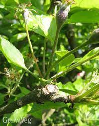 Pear tree buds turning black. The Benefits Of Pruning Apple And Pear Trees In Summer