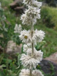 Image result for Cyathula polycephala