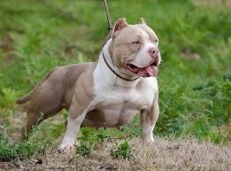 Giống chó bully, giống chó mới xuất hiện từ thập niên 90 và hiện lên cơn sốt với giới chơi chó trên thế giới. Cho Bully Má»¹ Gia Bao Nhieu Tiá»n Mua á» Ä'au Táº¡i Ha Ná»i Tp Hcm