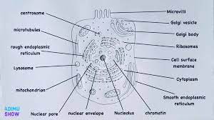 Except the protozoan euglena no animal cell possesses plastids. Adimu Show How To Draw And Label An Animal Cell Pencil Facebook