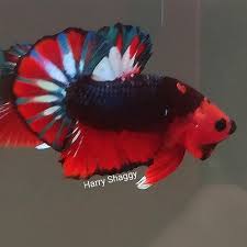 Betta Fish Tank In 2020 Betta Fish Tank Betta Betta Tank Mates