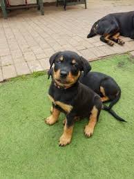 The puppies are beautiful and will be exactly what you and your family are looking for in your search for the new member of your family. Rottweiler Puppies For Sale Bridgeport Ct 278203