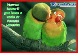 They are similar to other latin american names, but still have list of brazilian female names are more popular than others. How To Know If You Have A Male Or Female Lovebird
