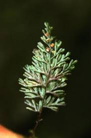 Image result for Hymenophyllum tunbridgense