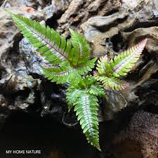 Image result for Pteris similis