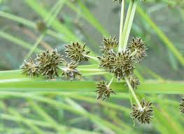 Image result for Cyperaceae