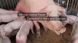 The virus causes a hemorrhagic fever with high mortality rates in domestic pigs; African Swine Fever Do You Know The Signs And Symptoms National Hog Farmer