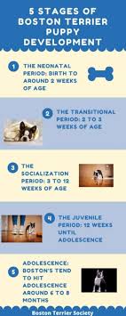 The first one was largely spent with the littermates and learning about being a pup. A Boston S First Year Stages Of Growth Puppy Development Boston Terrier Society