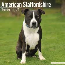 American staffordshire terrier breed overview. American Staffordshire Terrier Calendar Dog Breed Calendars 2020 2021 Wall Calendars 16 Month By Avonside Megacalendars 9781785808364 Amazon Com Books