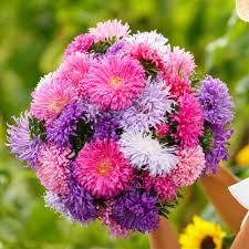 Image result for Aster chimanimaniensis
