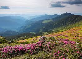 Sunny Spring Day Landscape With Beautiful Rhododendron In The Green Grass Rhododendrons Rhododendronphotog Summer Landscape Rhododendron Mountain Landscape