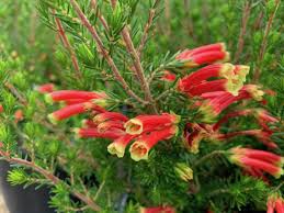 Image result for Erica lanceolifera