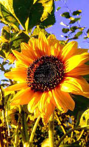Sonya Andrews Google Sunflower Pictures Flowers Photography Sunflower Photography