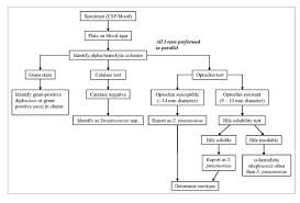 80 Exact Biochemical Identification Of Bacteria Chart