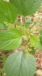 Image result for Laportea alatipes