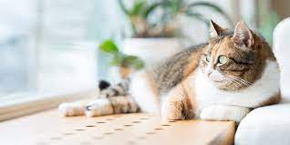 Neutered cats tend to live longer cats have six key life stages which can help to understand certain health/behavioural problems cats may not really have nine lives, but factors such as diet, healthcare and environment can. Signs Of Cancer In Cats How To Tell If Your Cat Has Cancer Daily Paws