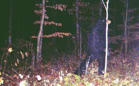 Discover the unique items that drawnfrommybrain creates. Carlton County Bigfoot Claims Draw Tv Show Grand Forks Herald