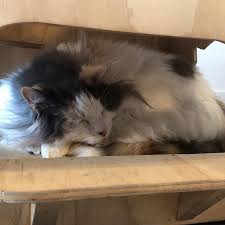 Posted on oct 23, 2009. Bea A Resient Cat With Cerebellar Hypoplasia Aka The Wobbles A Cafe Favourite For Many Customers Picture Of Catnap Cafe Christchurch Tripadvisor