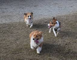 Download free books in pdf format. Corgis Meet Up In Augusta The Augusta Press