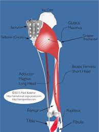 Get inspired by our community of talented artists. Hamstring Anatomy For Yoga