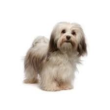 This created an affectionate, playful, and gentle lapdog that thrives in the city. Havanese Puppies For Sale In Ohio Petfinder
