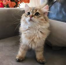 5 Aylik Full Secereli Yakisikli Oglum Pars Icin Dm Den Ulasabilirsiniz Silverpoint Bluegolden Chinchillacats Is Kedi Atlar Puma